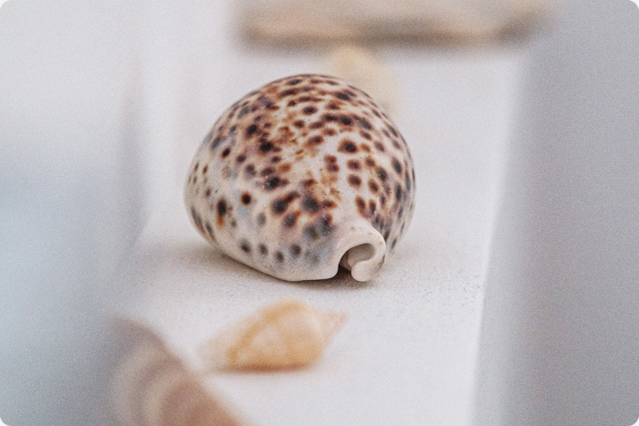 muscheln